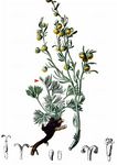 Echte Edelraute - Artemisia umbelliformis Lam. 