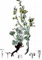 Alps Mugwort - Artemisia umbelliformis Lam.