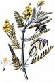 Mountain Lentil - Astragalus penduliflorus Lam.