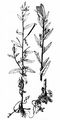 Short-Fruited Willowherb - Epilobium obscurum Schreb.