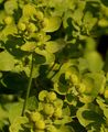 Warty Spurge - Euphorbia verrucosa L.