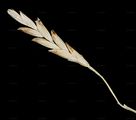Plicate Sweet-Grass - Glyceria notata Chevall.