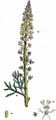 Wild Mignonette - Reseda lutea L.