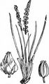 Sea Arrowgrass - Triglochin maritima L.