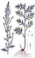 Gewöhnlicher Beifuß - Artemisia vulgaris L.