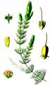 Rigid Hornwort - Ceratophyllum demersum L.