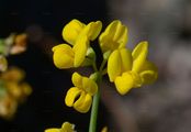 Small Scorpion Vetch - Coronilla vaginalis Lam.