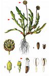 Krähenfüßige Laugenblume - Cotula coronopifolia L. 