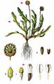 Buttonweed - Cotula coronopifolia L.