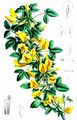 Clustered Broom - Cytisus hirsutus L.