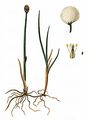 Scheuchzer's Cottongrass - Eriophorum scheuchzeri Hoppe