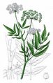 Greater Water-Parsnip - Sium latifolium L. 