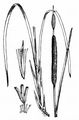 Schmalblättriger Rohrkolben - Typha angustifolia L.