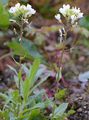 Alpen-Gänsekresse - Arabis alpina L.