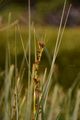 Great Fen-Sedge - Cladium mariscus (L.) Pohl