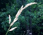 Reed Canary-Grass - Phalaroides arundinacea (L.) Rauschert