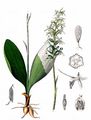 Lesser Butterfly-Orchid - Platanthera bifolia (L.) Rich.