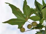 Morgenländische Platane - Platanus orientalis L.