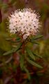 Labrador Tea - Rhododendron tomentosum Harmaja