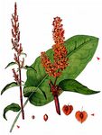 Garten-Ampfer - Rumex patientia L. 