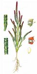 Sandwatt-Queller - Salicornia procumbens Sm. 