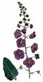 Purple Mullein - Verbascum phoeniceum L.