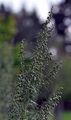 Estragon - Artemisia dracunculus L.