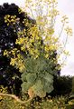 Cabbage - Brassica oleracea L.