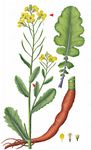 Gemüse-Kohl - Brassica oleracea L. 