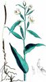 Narrow-Leaved Helleborine - Cephalanthera longifolia (L.) Fritsch