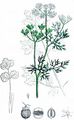Echter Koriander - Coriandrum sativum L.