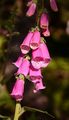 Roter Fingerhut - Digitalis purpurea L.