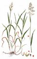 Creeping Soft-Grass - Holcus mollis L.