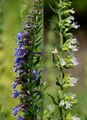 Hyssop - Hyssopus officinalis L.