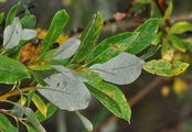 Tea-Leaved Willow - Salix bicolor Willd.