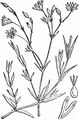Lesser Stitchwort - Stellaria graminea L.