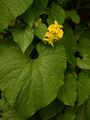 Goldencreeper - Thladiantha dubia Bunge