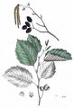 Grey Alder - Alnus incana (L.) Moench