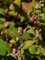 Copse-Bindweed - Fallopia dumetorum (L.) Holub