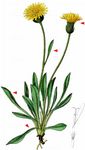 Alpen-Habichtskraut - Hieracium alpinum L. 