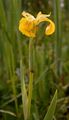 Yellow Iris - Iris pseudacorus L.