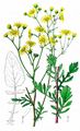Marsh Ragwort - Jacobaea aquatica (Hill) G. Gaertn. & al.