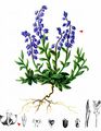 Alpine Milkwort - Polygala alpestris Rchb.