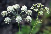 Honewort - Trinia glauca (L.) Dumort.