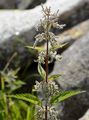 Common Nettle - Urtica dioica L.