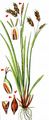 Hair Sedge - Carex capillaris L.