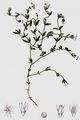 Starwort Mouse-Ear - Cerastium cerastoides (L.) Britton