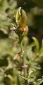Hairy Greenweed - Genista pilosa L.