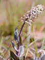 Gebirgs-Hellerkraut - Noccaea caerulescens (J. Presl & C. Presl) F. K. Mey.