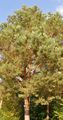 Scots Pine - Pinus sylvestris L.
